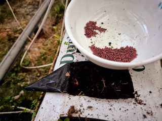 늘햇살팜 님의 기타작물 · 영농일지 작성글 사진