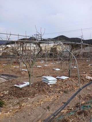 두릅나무16138님의 기타작물 · 영농일지 작성글 사진