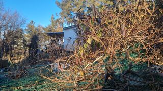 권혁렬님의 기타작물 · 영농일지 작성글 사진