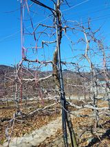 팜모닝 기타작물·영농일지 게시글 이미지