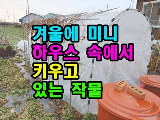 꿈꾸는텃밭님의 상추 · 영농일지 작성글 사진