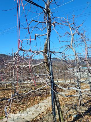 오금식(대청농원)님의 기타작물 · 영농일지 작성글 사진