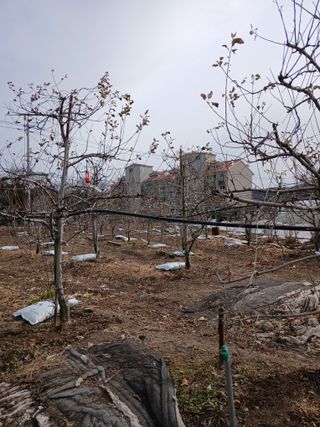 두릅나무16138님의 기타작물 · 영농일지 작성글 사진