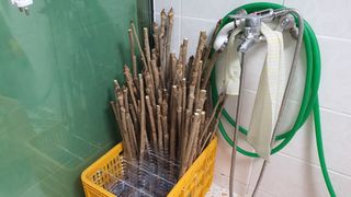 변호연님의 두릅 · 영농일지 작성글 사진