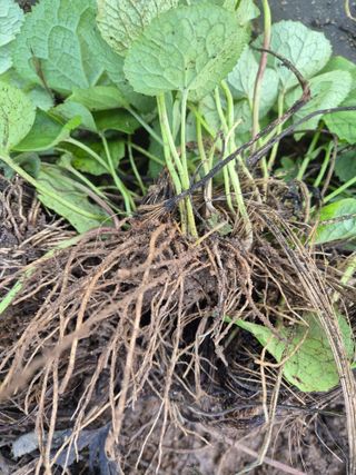 병풍취산채농원님의 기타작물 · 영농일지 작성글 사진