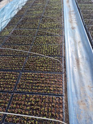 병풍취산채농원님의 기타작물 · 영농일지 작성글 사진