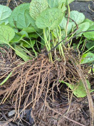 병풍취산채농원님의 기타작물 · 영농일지 작성글 사진