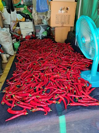 권찬훈님의 고추 · 영농일지 작성글 사진