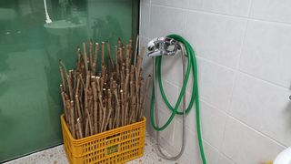 변호연님의 두릅 · 영농일지 작성글 사진