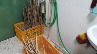 변호연님의 두릅 · 영농일지 작성글 사진