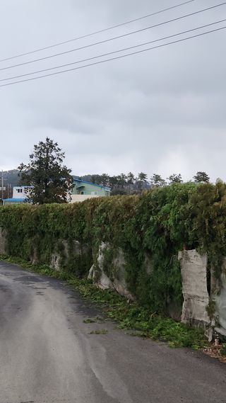 김행복님의 귤 · 영농일지 작성글 사진