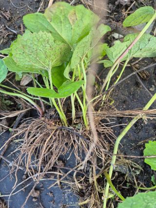 병풍취산채농원님의 기타작물 · 영농일지 작성글 사진