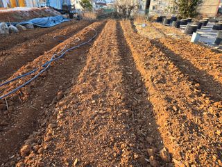 큐체리원님의 기타작물 · 영농일지 작성글 사진