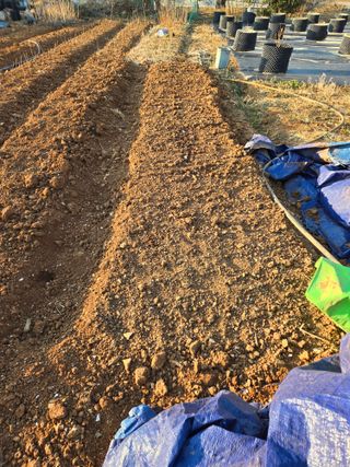 큐체리원님의 기타작물 · 영농일지 작성글 사진