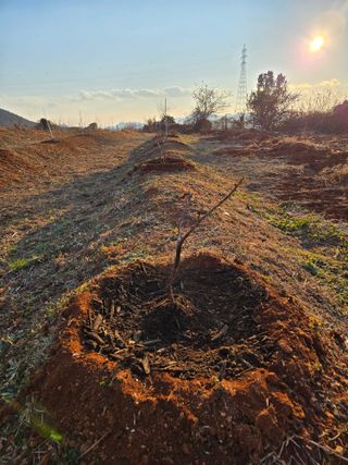 큐체리원님의 기타작물 · 영농일지 작성글 사진