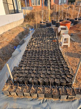 큐체리원님의 기타작물 · 영농일지 작성글 사진