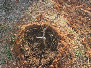 큐체리원님의 기타작물 · 영농일지 작성글 사진