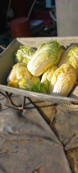 땅콩100kg님의 기타작물 · 영농일지 작성글 사진