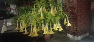 땅콩100kg님의 기타작물 · 영농일지 작성글 사진