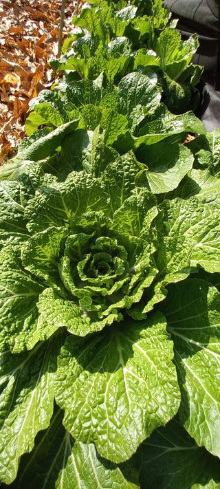 사과7907님의 기타작물 · 영농일지 작성글 사진