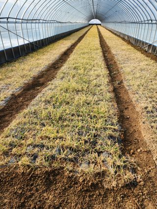김저팔계님의 기타작물 · 영농일지 작성글 사진