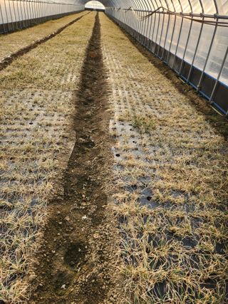 김저팔계님의 기타작물 · 영농일지 작성글 사진