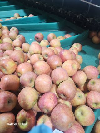 거창한 사과님의 사과 · 영농일지 작성글 사진