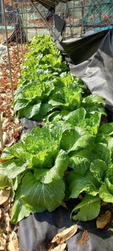 팜모닝 기타작물·영농일지 게시글 이미지