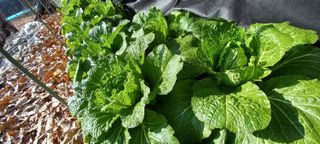 사과7907님의 기타작물 · 영농일지 작성글 사진