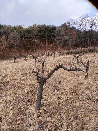 象峰 농산님의 감자 · 영농일지 작성글 사진