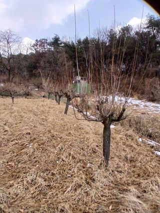 象峰 농산님의 감자 · 영농일지 작성글 사진