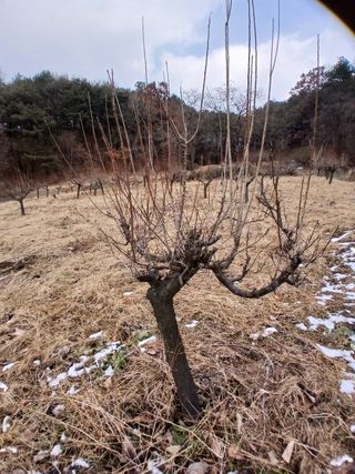 象峰 농산님의 감자 · 영농일지 작성글 사진