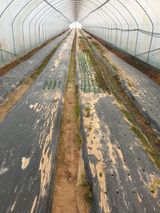 팜모닝 시금치·영농일지 게시글 이미지