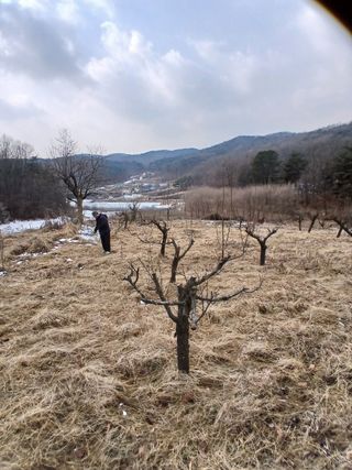 象峰 농산님의 감자 · 영농일지 작성글 사진