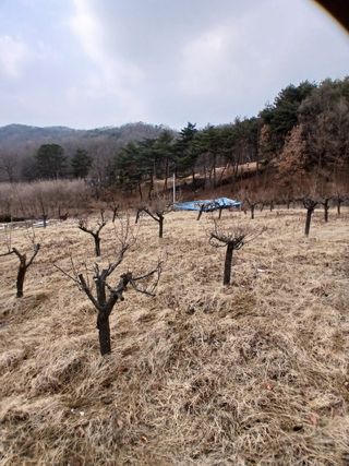 象峰 농산님의 감자 · 영농일지 작성글 사진