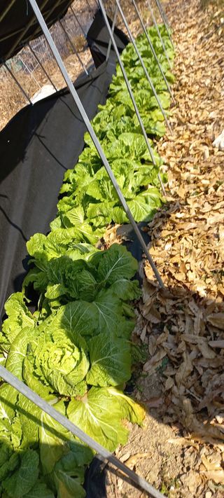 사과7907님의 기타작물 · 영농일지 작성글 사진