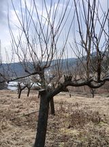 팜모닝 감자·영농일지 게시글 이미지