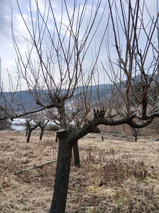 象峰 농산님의 감자 · 영농일지 작성글 사진