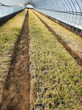 김저팔계님의 기타작물 · 영농일지 작성글 사진