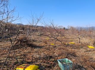 철남 김희곤님의 복숭아 · 영농일지 작성글 사진