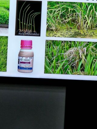 하이론님의 벼 · 영농일지 작성글 사진