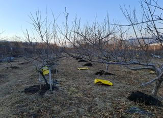 철남 김희곤님의 복숭아 · 영농일지 작성글 사진