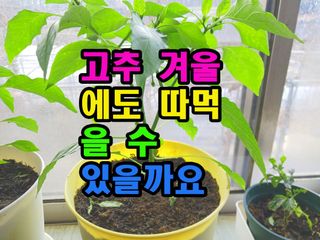 꿈꾸는텃밭님의 기타작물 · 영농일지 작성글 사진