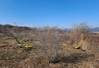 철남 김희곤님의 복숭아 · 영농일지 작성글 사진