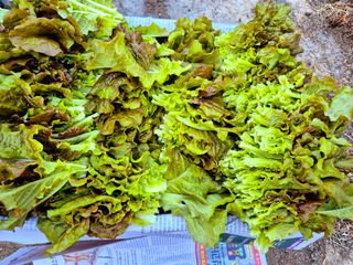 늘햇살팜 님의 기타작물 · 영농일지 작성글 사진