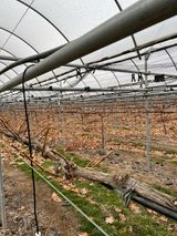 팜모닝 포도·영농일지 게시글 이미지