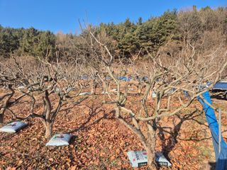 최진일님의 감 · 영농일지 작성글 사진