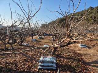 최진일님의 감 · 영농일지 작성글 사진