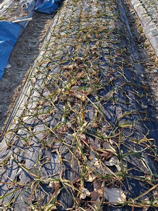 울산연안님의 기타작물 · 영농일지 작성글 사진