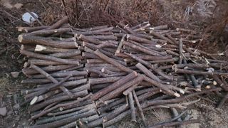 이동걸님의 두릅 · 영농일지 작성글 사진